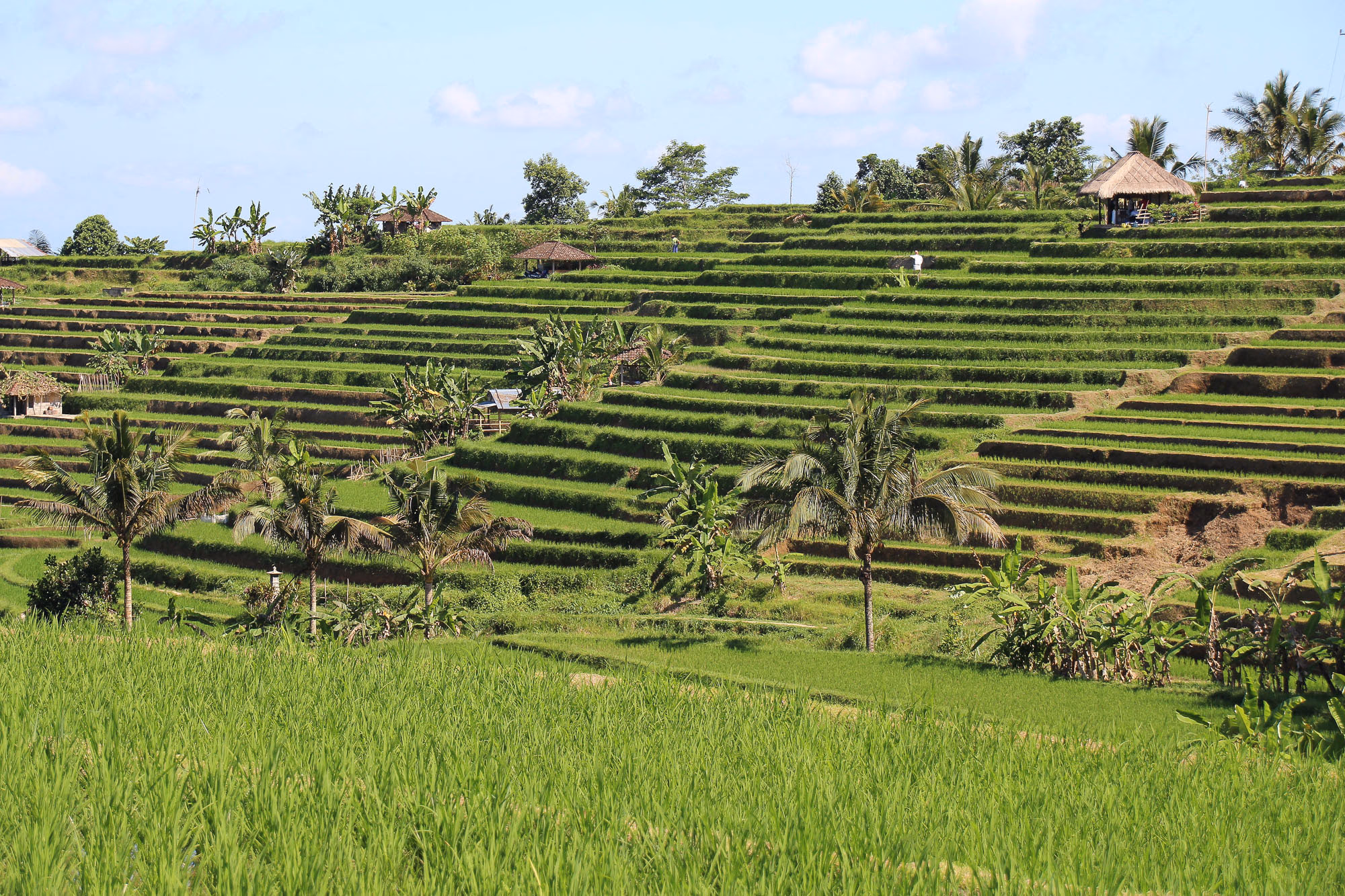 Arrozales de Jatiluwil Bali: Patrimonio UNESCO 2026